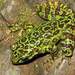 Chapa Torrent Frog - Photo (c) Mikhail Bagaturov, all rights reserved, uploaded by Mikhail Bagaturov