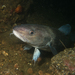 太平洋鱈 - Photo (c) dpcmiller，保留所有權利