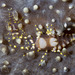 Disc Anemone Shrimp - Photo (c) Roy Kittrell, all rights reserved, uploaded by Roy Kittrell