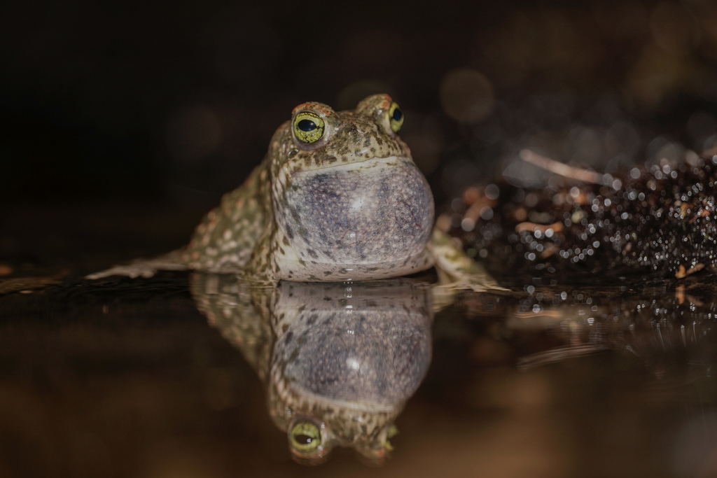 Natterjack Toad in September 2023 by Ander Alvarez · iNaturalist