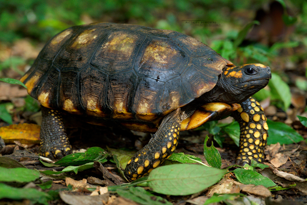 Brazilian Giant Tortoise In November 2023 By Matthieu Berroneau. South 