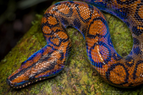 Western Rainbow Boa