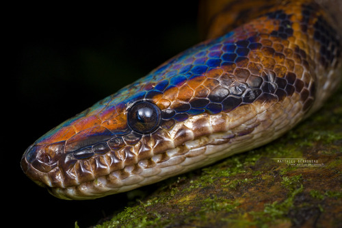 Western Rainbow Boa