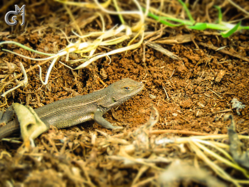 San Gabriel Bunchgrass Lizard