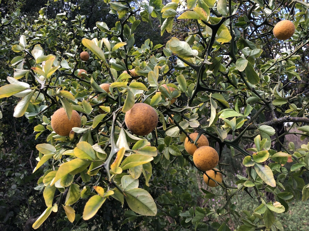탱자나무 from General Viamonte, AR-BA, AR on 2019년 04월... 오후 by davidignaciopalma · iNaturalist 탱자나무 (Citrus trifoliata)