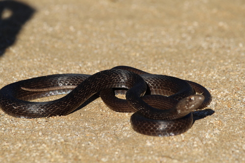 Baja California Coachwhip