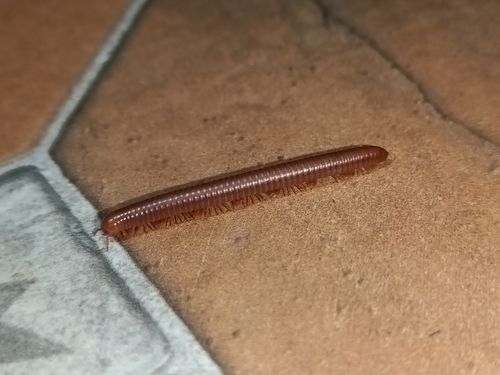 Rusty Millipede
