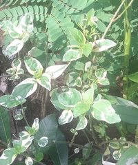 Asystasia gangetica image