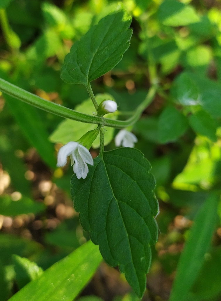 Thumba from Vellad, Kerala, India on November 11, 2023 at 0309 PM by