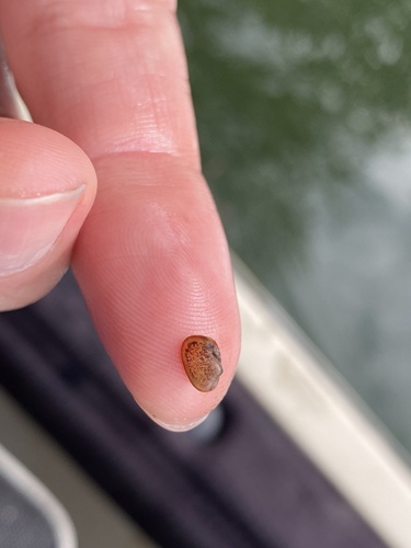 Mottled Fingernailclam