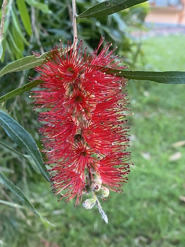 Callistemon image