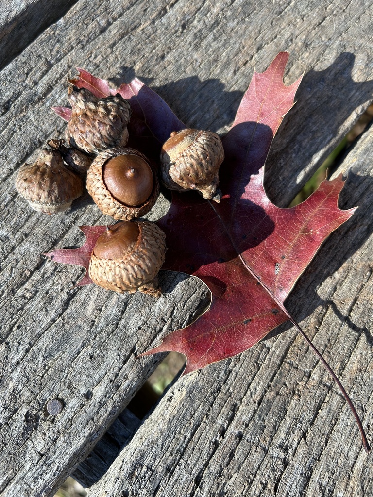 scarlet oak from Piney Hill Rd, Chatsworth, GA, US on December 14, 2023