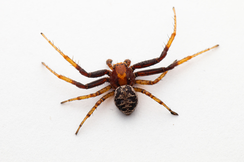 Xysticus lanio