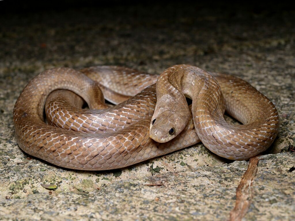 Small-banded Kukri Snake from 中国云南省西双版纳傣族自治州勐腊县 on December 10, 2023 at ...