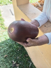 Image of Sicana odorifera