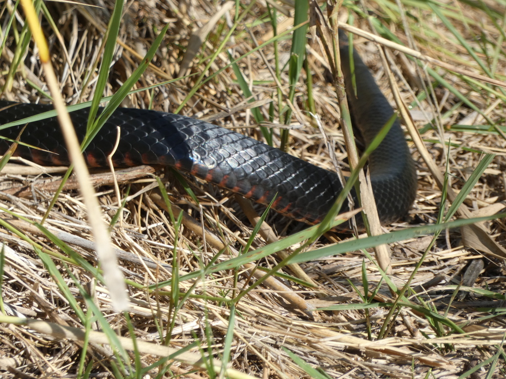 Red-bellied Black Snake From Brisbane QLD, Australia On December 8 ...