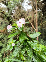 Impatiens sodenii image