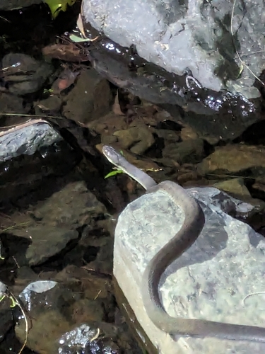 Rough-scaled Snake sighting
