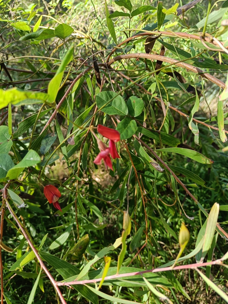 Dusky Coral Pea From Hopetoun St At Burnett St Hurlstone Park Nsw Australia On December