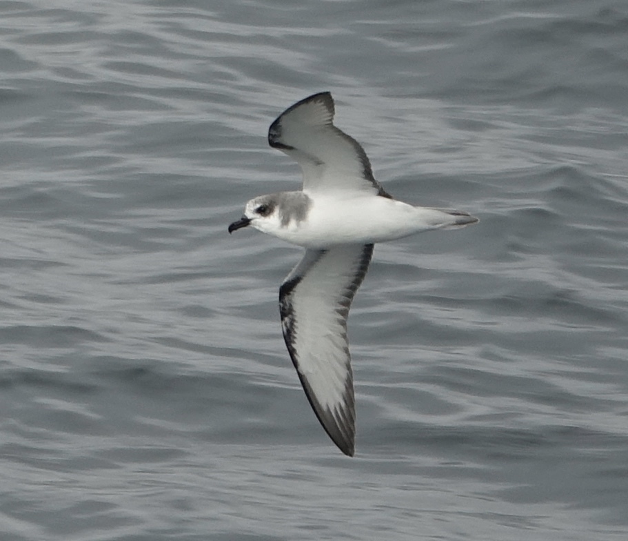 Masatierra Petrel (Pterodroma defilippiana) photo