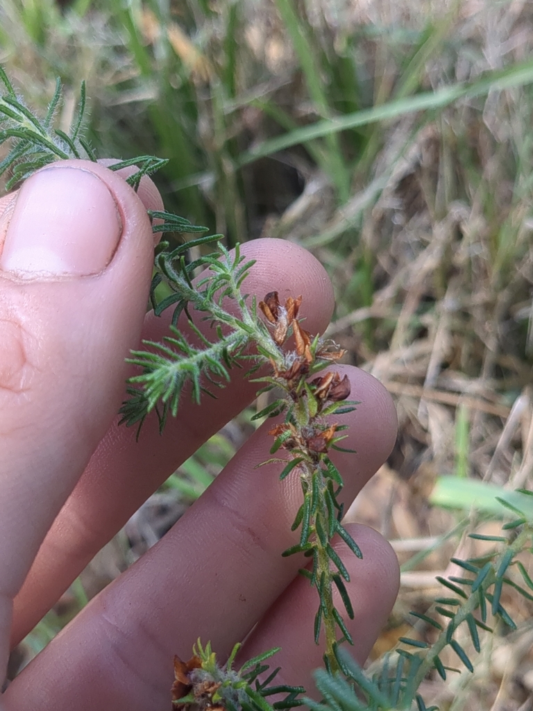 flowering plants from Port Macquarie NSW 2444, Australia on December 15