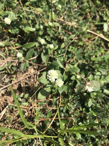 prostrate globe-amaranth