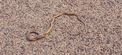Common Tree Snake sighting