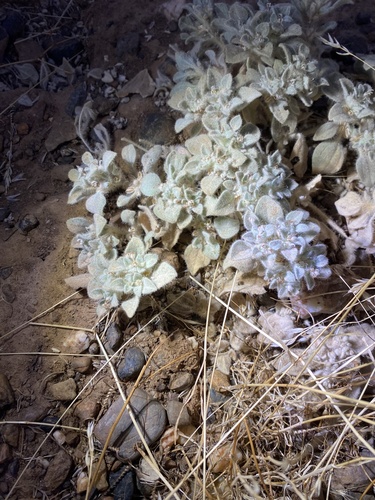 iNaturalist observation photo of turkey mullein