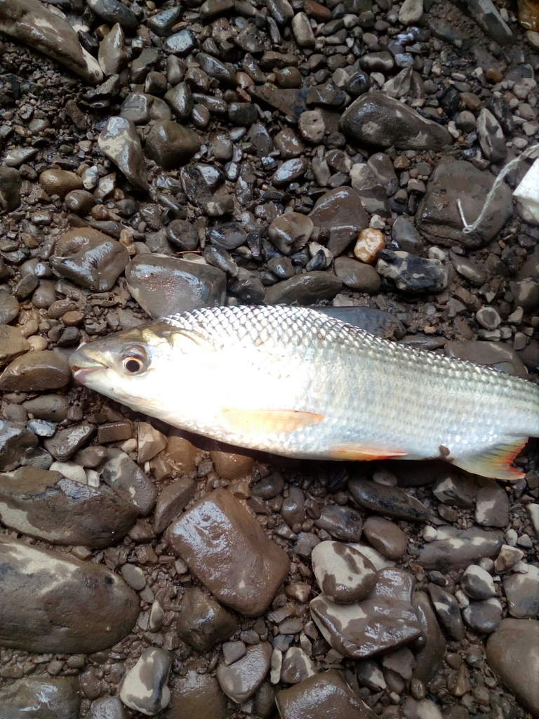 Prochilodus magdalenae from Cimitarra, COST, CO on April 4, 2019 at 11
