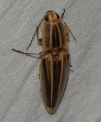 Semiotus ligneus image