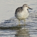 Calidris canutus canutus - Photo (c) Dario Pozzan, all rights reserved, uploaded by Dario Pozzan