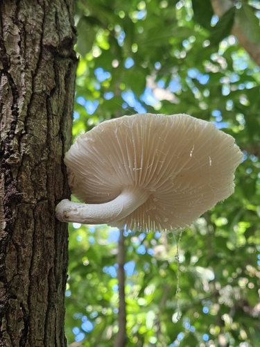 Oudemansiella viscida