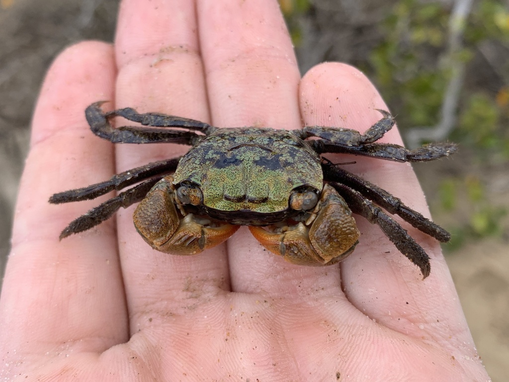 red-fingered-marsh-crab-from-nooramunga-marine-coastal-park-woodside