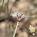 Cephalaria stellipilis - Photo (c) Ramy Maalouf, all rights reserved, uploaded by Ramy Maalouf