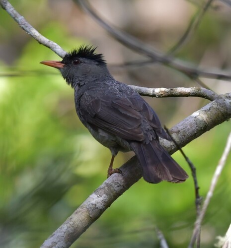 Malagasy Bulbul