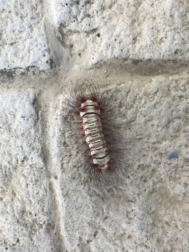 Megalopyge lanata