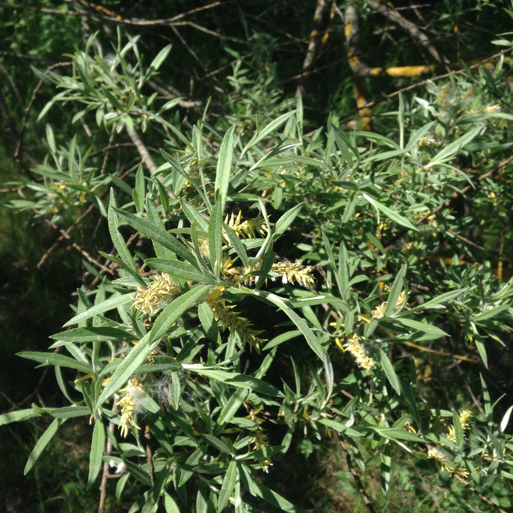 Hoary willow