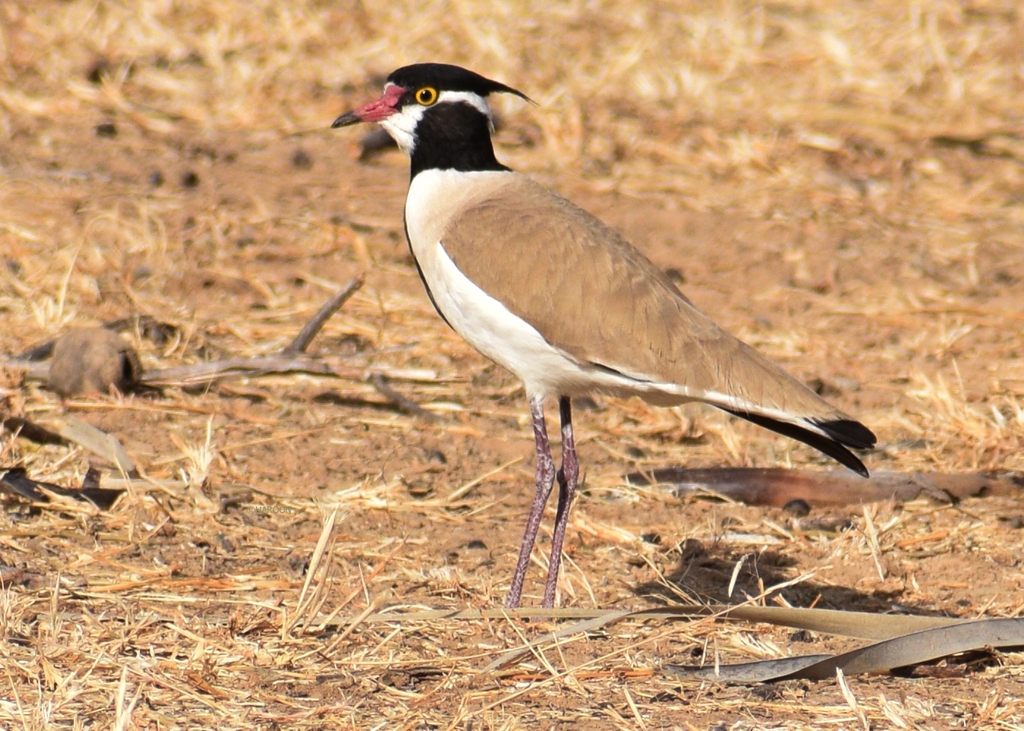 Black-headed Lapwing photo
