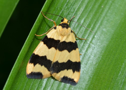 Termessa laeta Walker, 1856