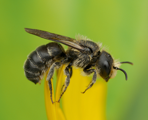 Hoplosmia ligurica