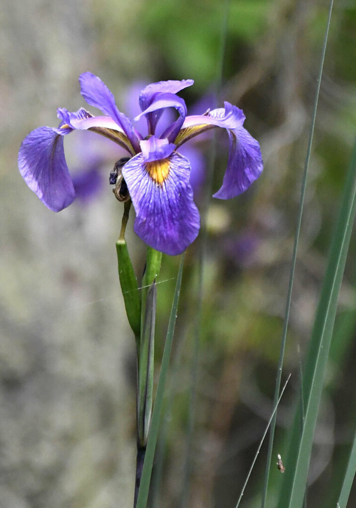 southern blue flag from Okefenokee NWR; Charlton County, GA, USA on ...