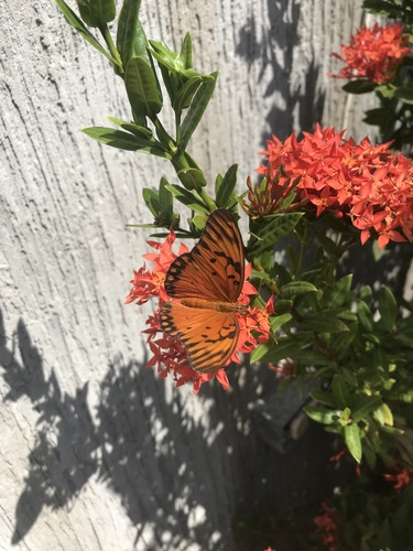Gulf Fritillary