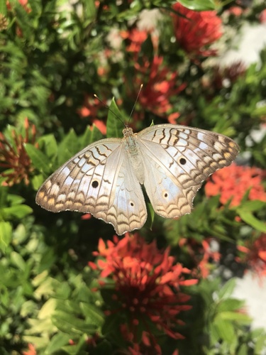 White Peacock