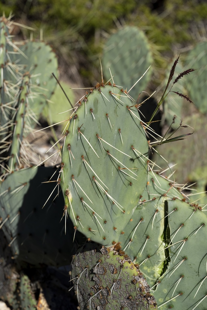 Opuntia mackensenii from Dinosaur Valley State Park, Glen Rose, TX, US ...