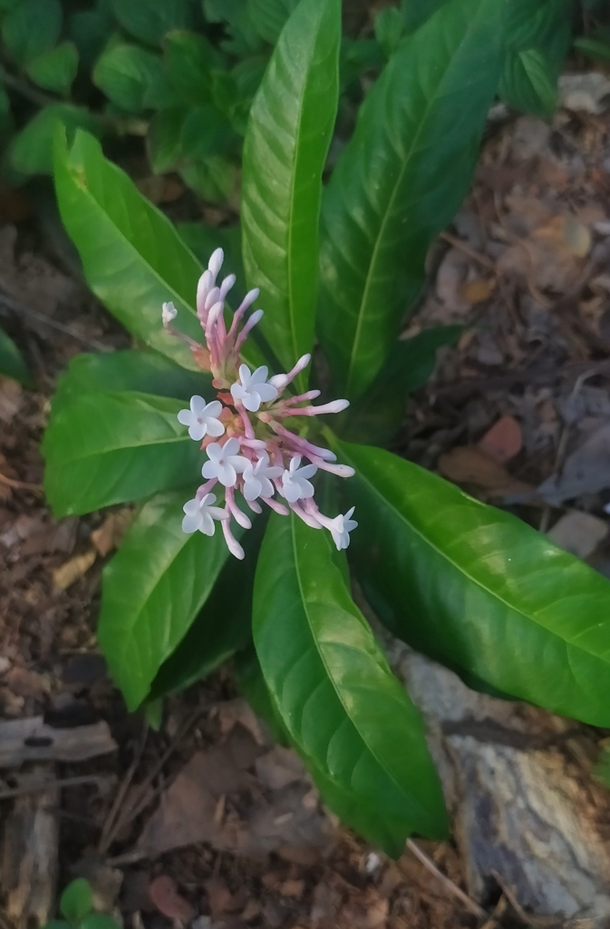 Indian snakeroot from X9RV+JX9, Parassinikadavu, Kerala 670563, India ...