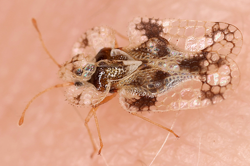 oak lace bug