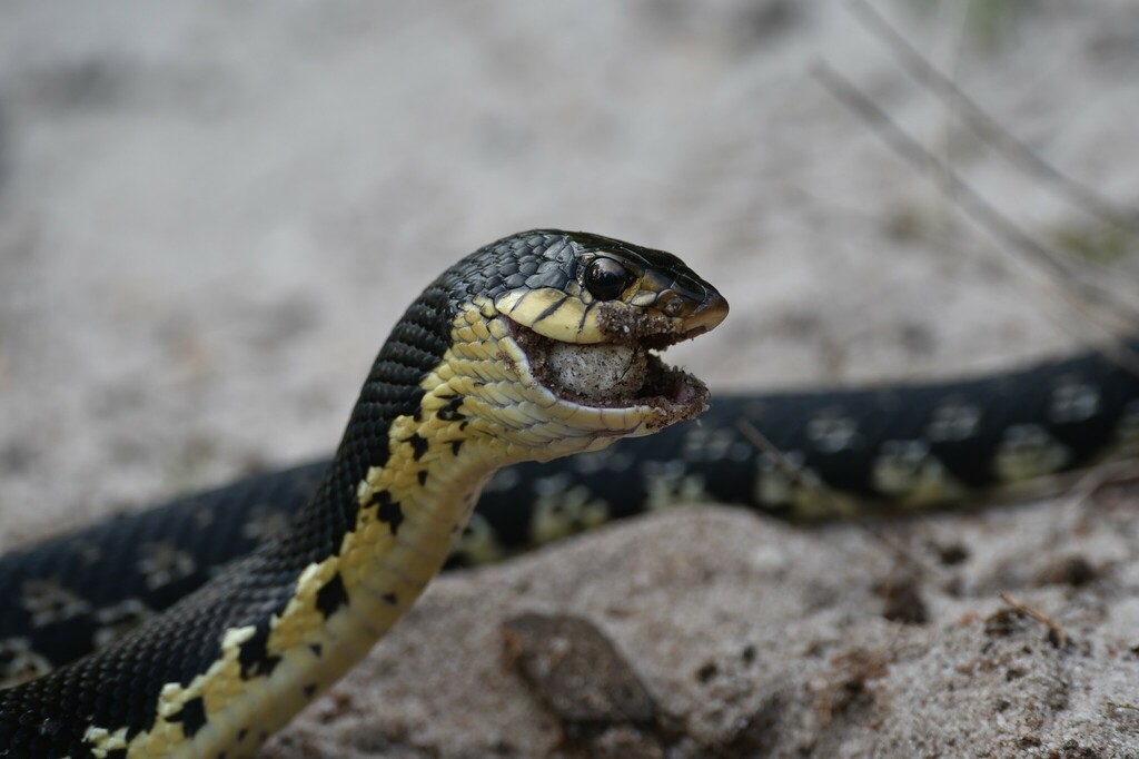 Giant Madagascan Hognose Snake from Brickaville, Madagascar on December ...