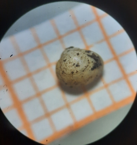 porous-shelled pea mussel