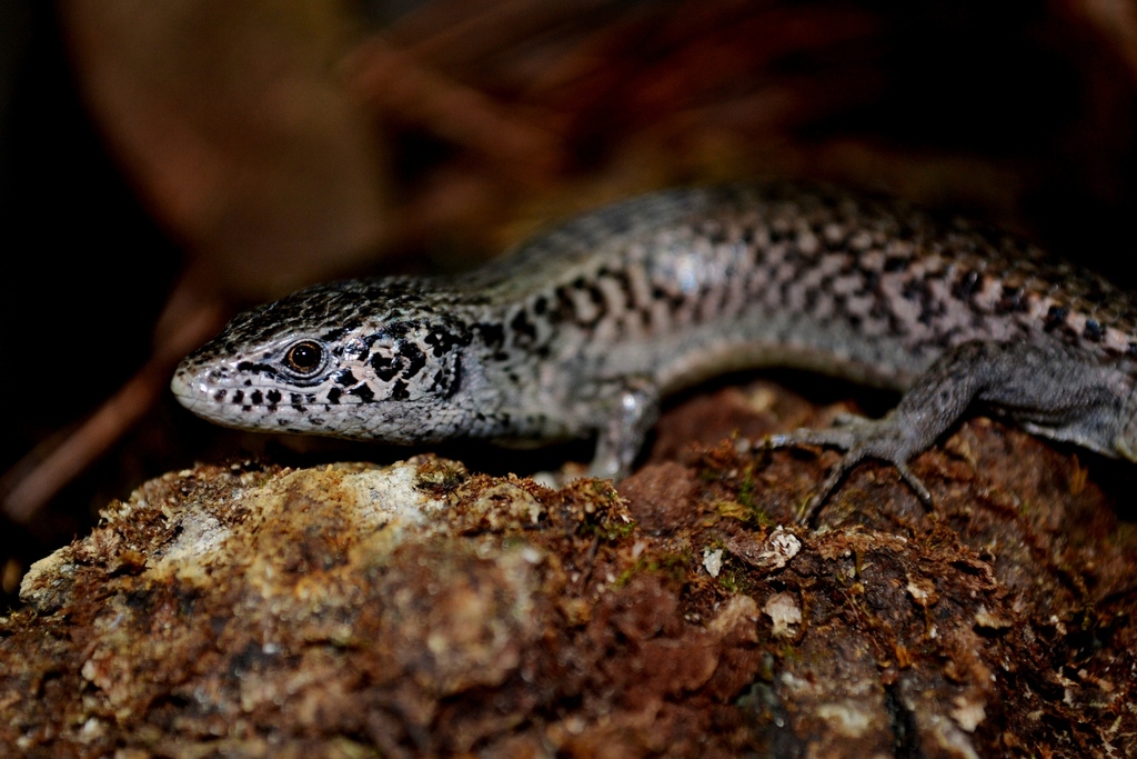Morelet's Alligator Lizard