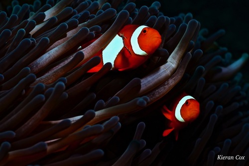Ocellaris Anemonefish — seen at this dive site